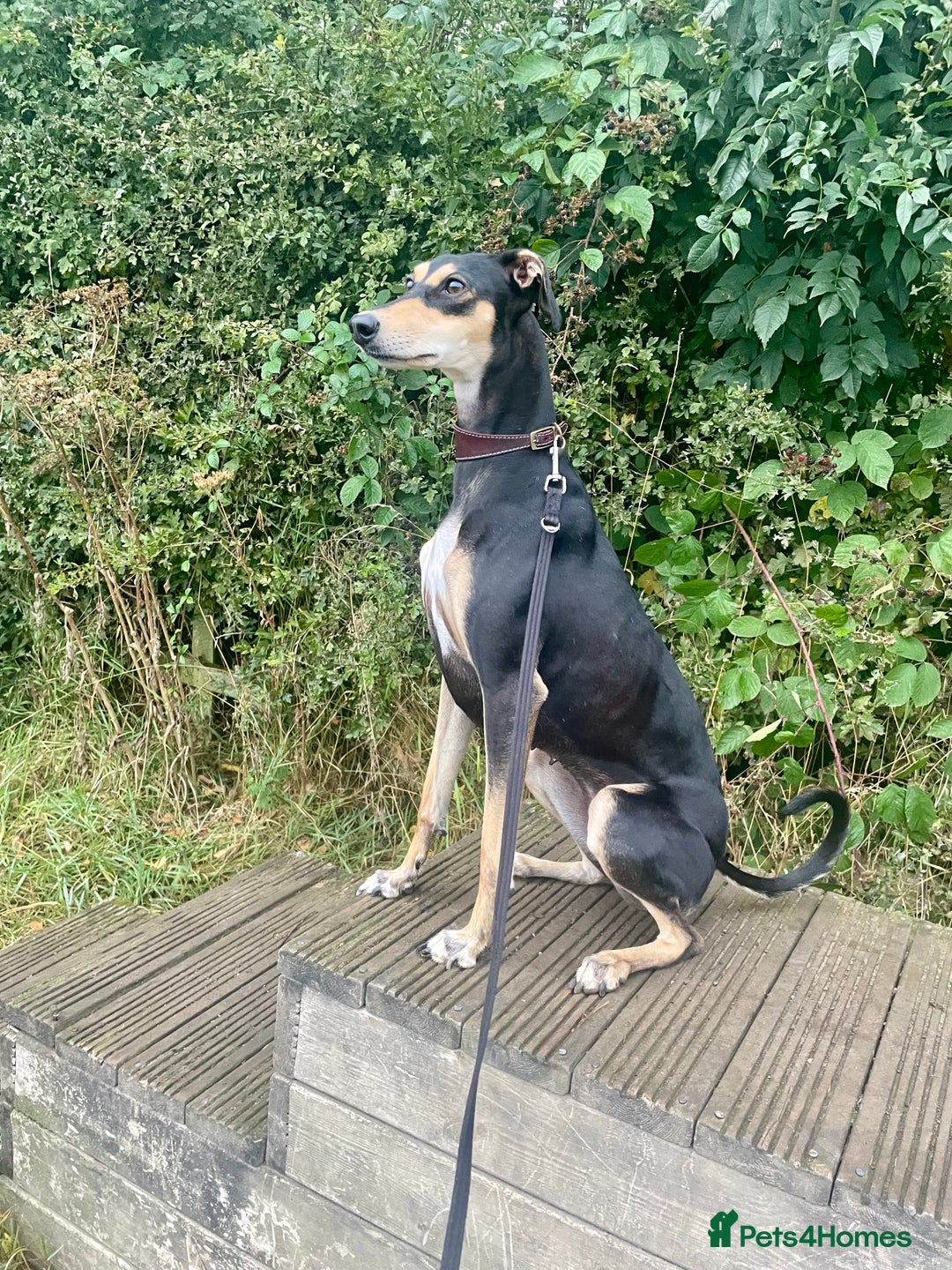 Mixed Breed dogs for sale: Stunning saluki greyhound puppies!  - Image 2