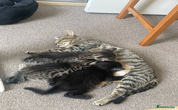 Domestic Shorthair cats - Advert 1