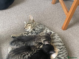 Domestic Shorthair cats - Advert 4