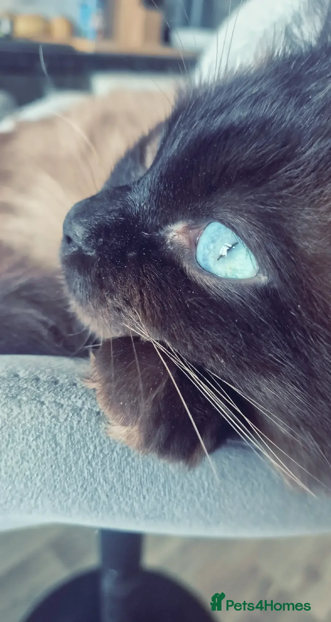 Ragdoll cats Ragdoll Seal Sepia Stud Genetically Tested 🐾 - Advert 1
