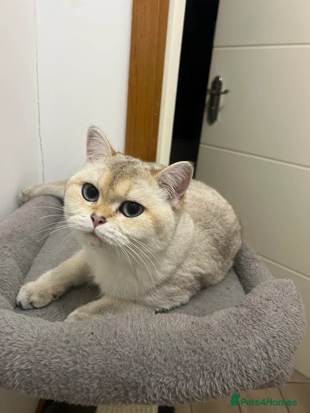 British Shorthair cats for sale: Female BSH - Advert 2