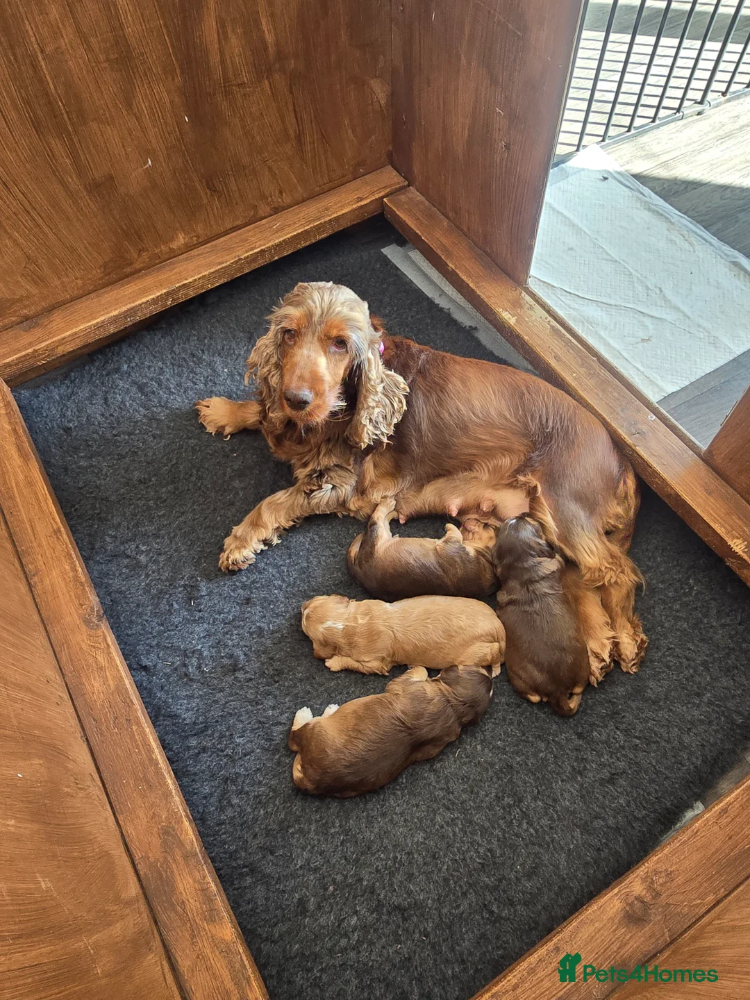 Cockapoo dogs for sale: SHOW F1 cockapoos  - Advert 1