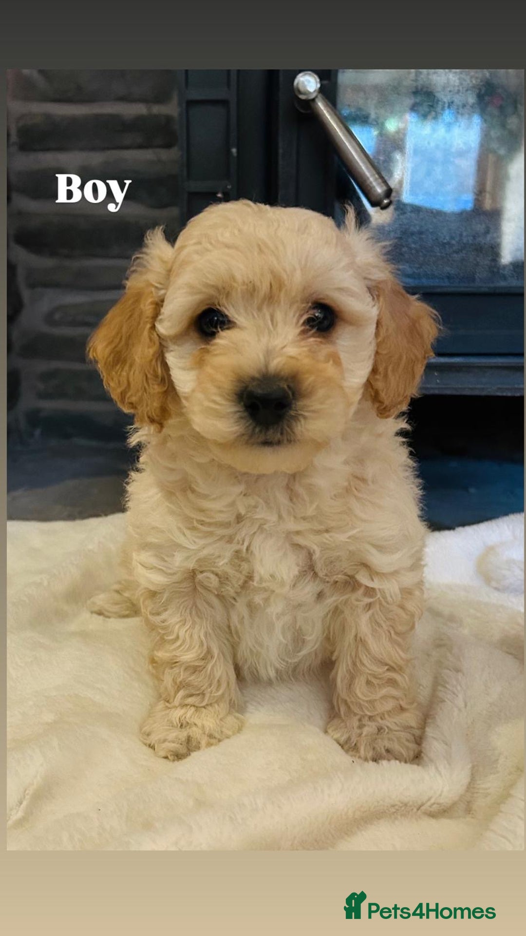 Poochon dogs for sale: Beautiful F1 Poochon puppies - Advert 6
