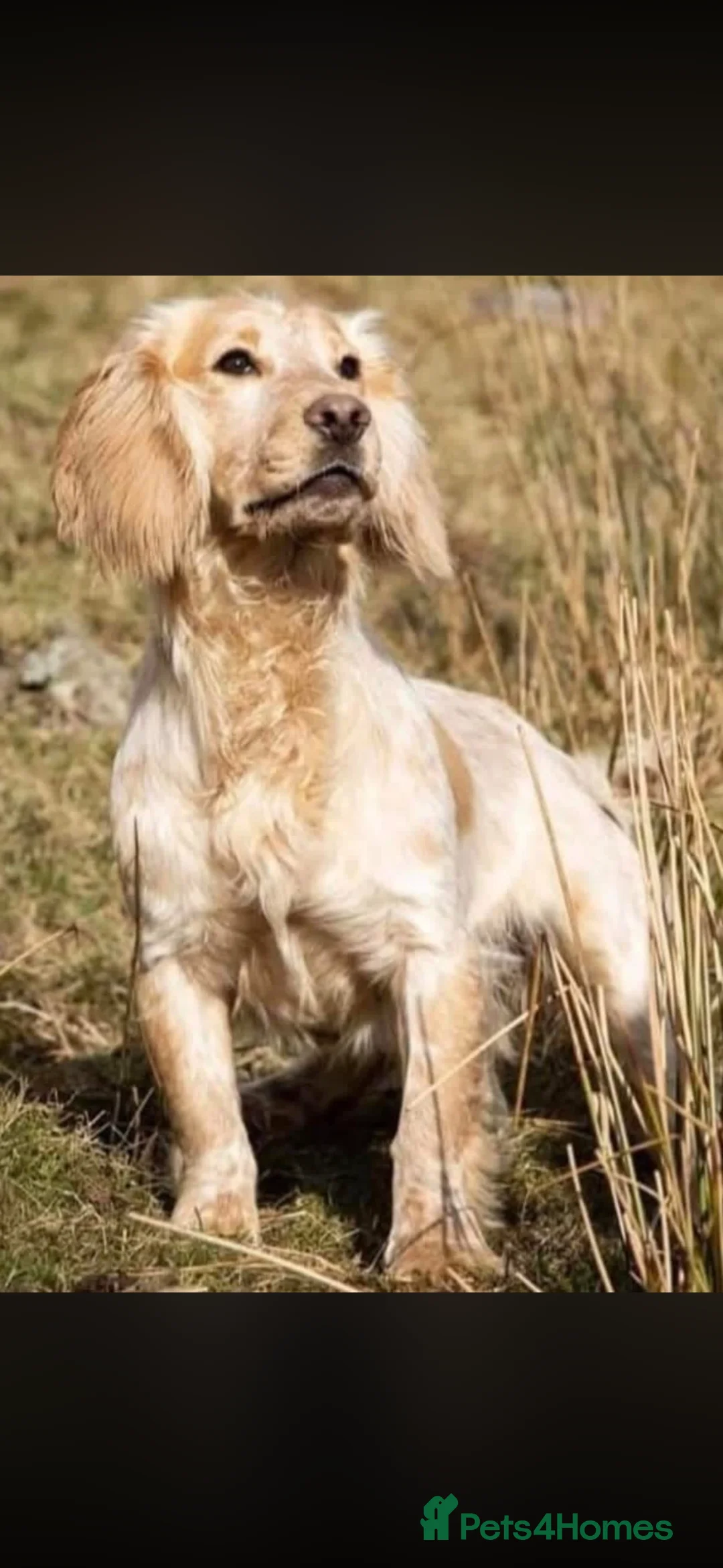 Cocker Spaniel dogs for sale: Cocker spaniel puppies due  in Machynlleth - Advert 4