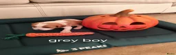 Cavalier King Charles Spaniel dogs for sale: Health tested kc reg Cavaliers - Advert 13