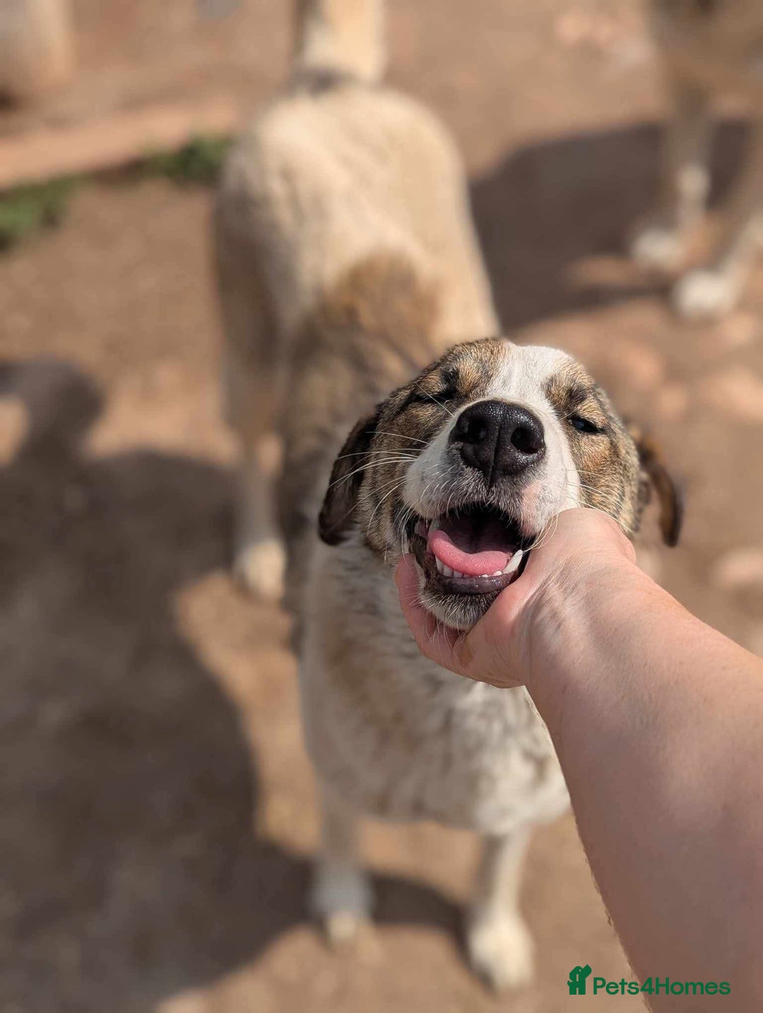 Mixed Breed dogs for adoption: Could you be the family Mercy is dreaming of? - Advert 5