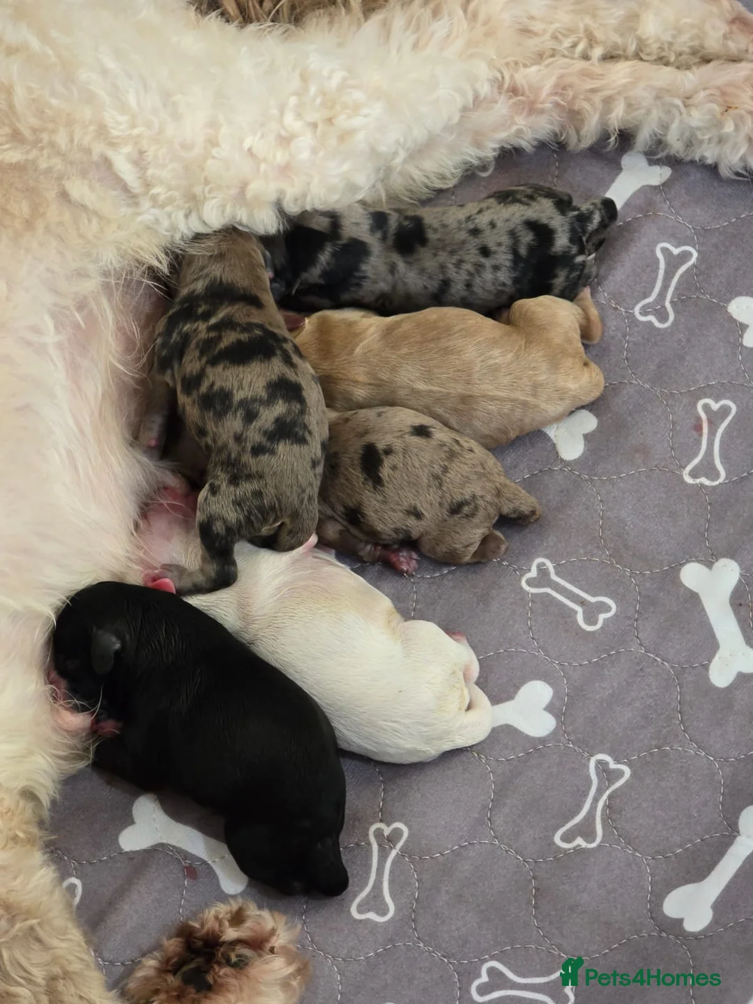 Cockapoo dogs for stud: Buddy - F2b Merle Cockapoo REPEATEDLY PROVEN  Stud in Manchester - Advert 14