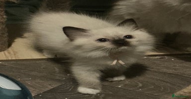 Ragdoll cats - Advert 4