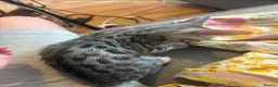 Bengal cats for sale: Silver bengal kittens - Advert 14