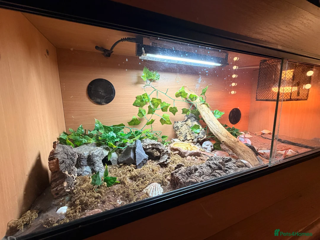 Leopard Gecko reptiles for sale: Adult leopard gecko with viv setup in Worcester - Advert 1