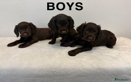 Cocker Spaniel dogs for sale: Gorgeous Full Cocker Spaniel Pups  - Image 23