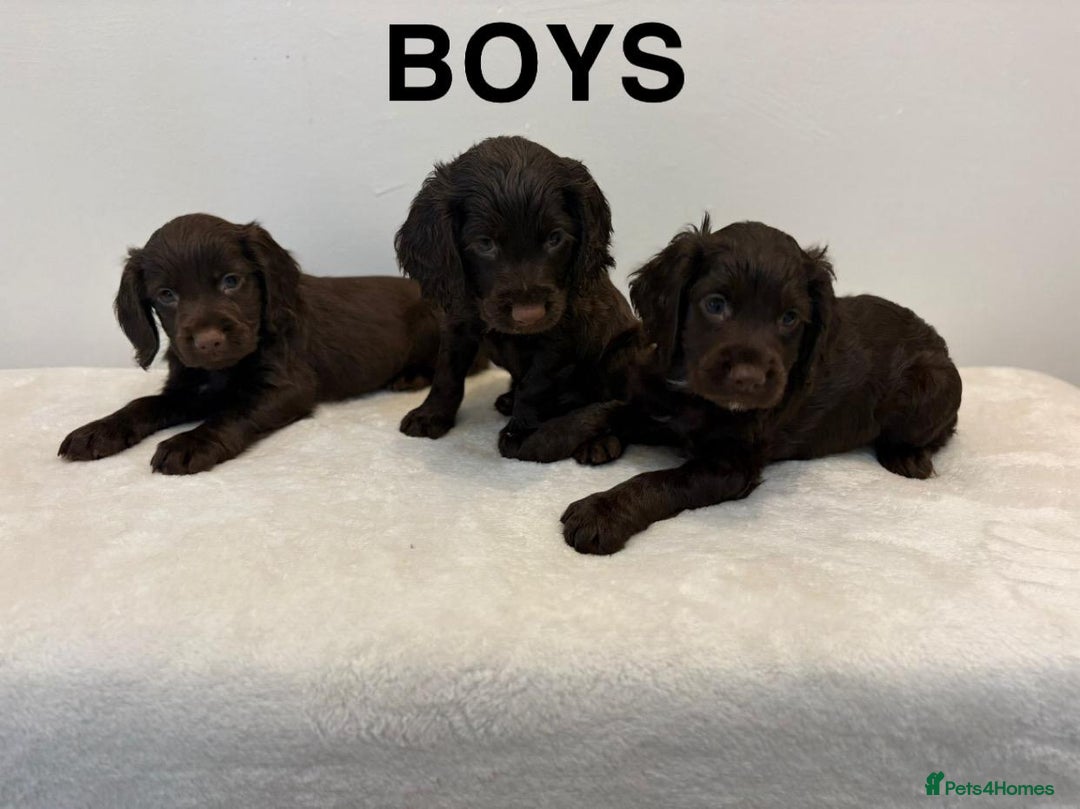 Cocker Spaniel dogs for sale: Gorgeous Full Cocker Spaniel Pups  - Image 23