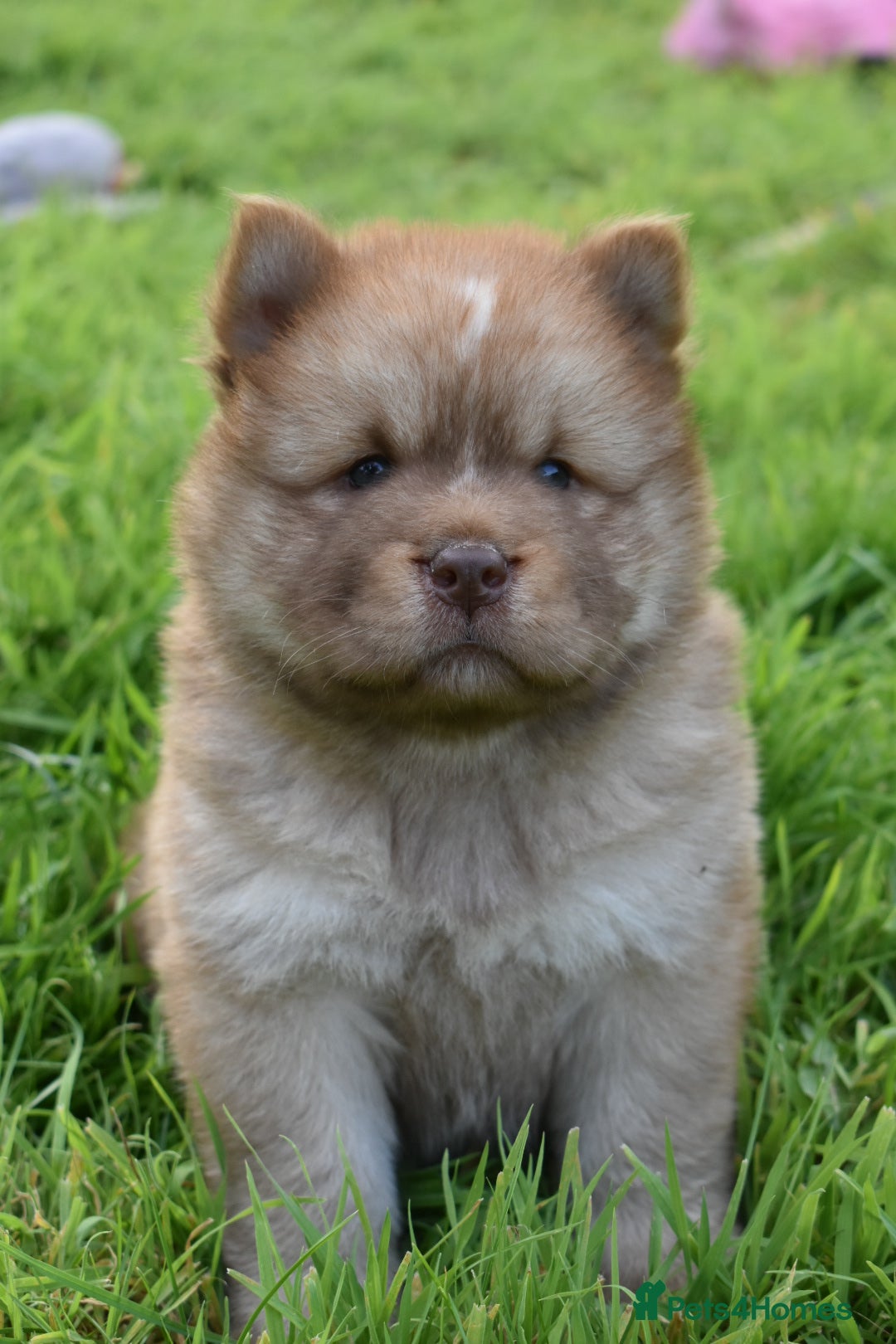 Siberian Husky dogs for sale: Beautiful Chowski puppies  - Image 3