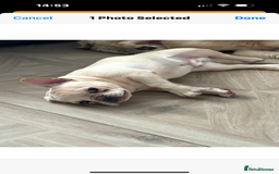 French Bulldog dogs for sale: Male French bulldog carrying Pink, Blue & fluffy - Image 3