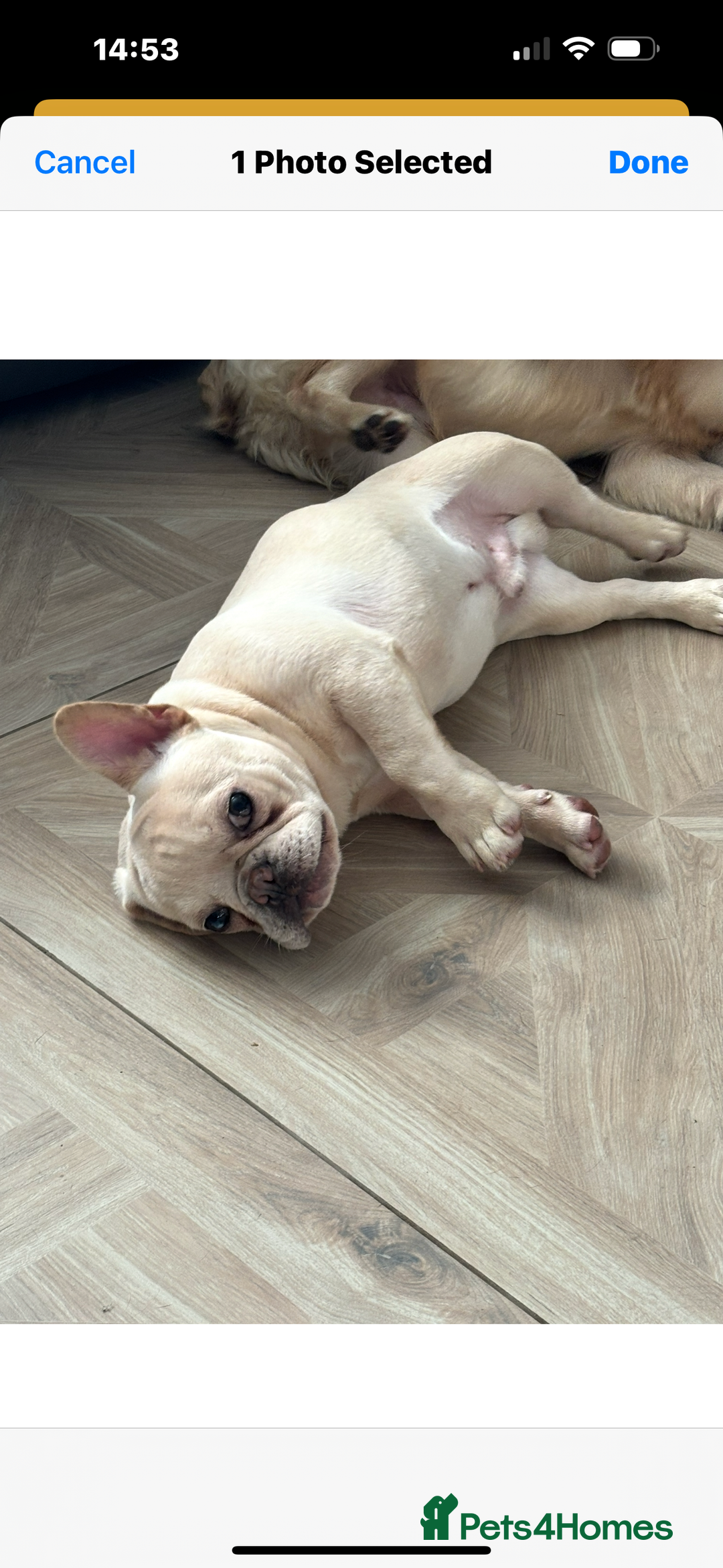 French Bulldog dogs for sale: Male French bulldog carrying Pink, Blue & fluffy - Image 3