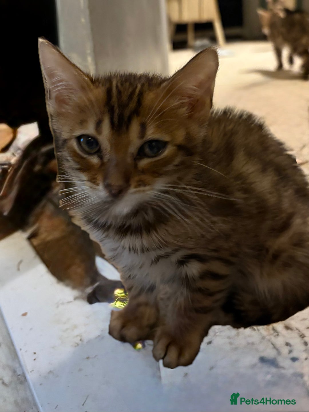 Bengal cats for sale: Pedigreed/registered Bengal kittens - Advert 6