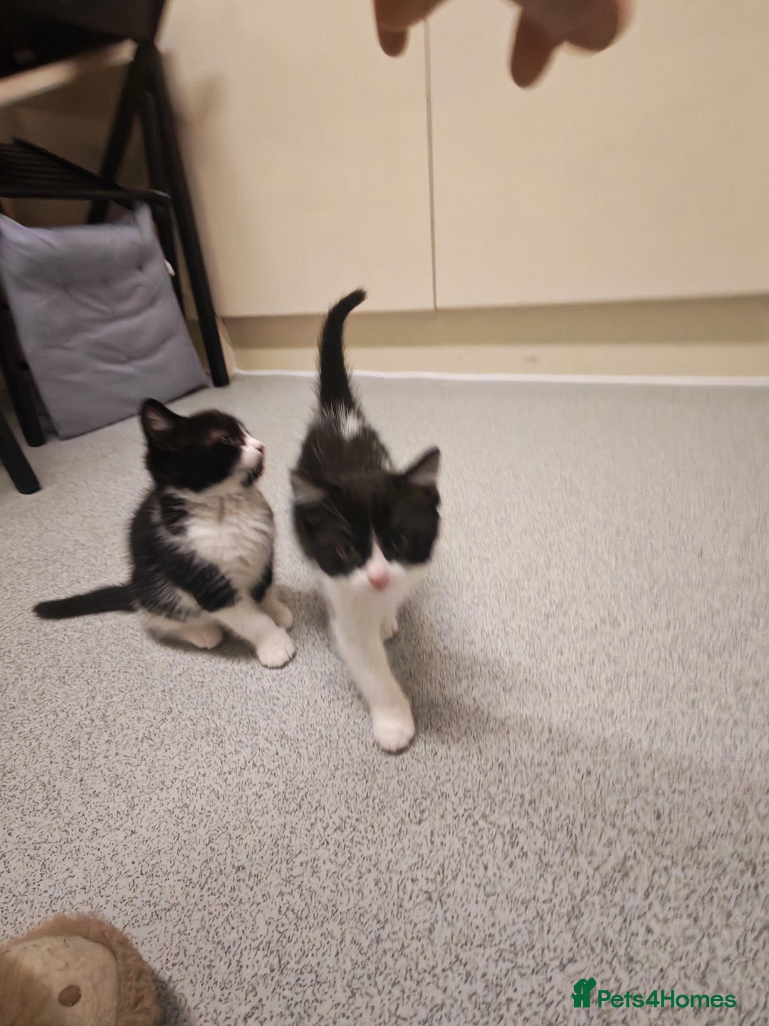 Mixed Breed cats for sale: Beautiful kitten for loving homes - Advert 7