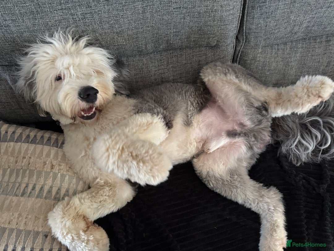 Old English Sheepdog dogs for stud: OLD ENGLISH SHEEPDOG for Stud KC Registered - Image 12