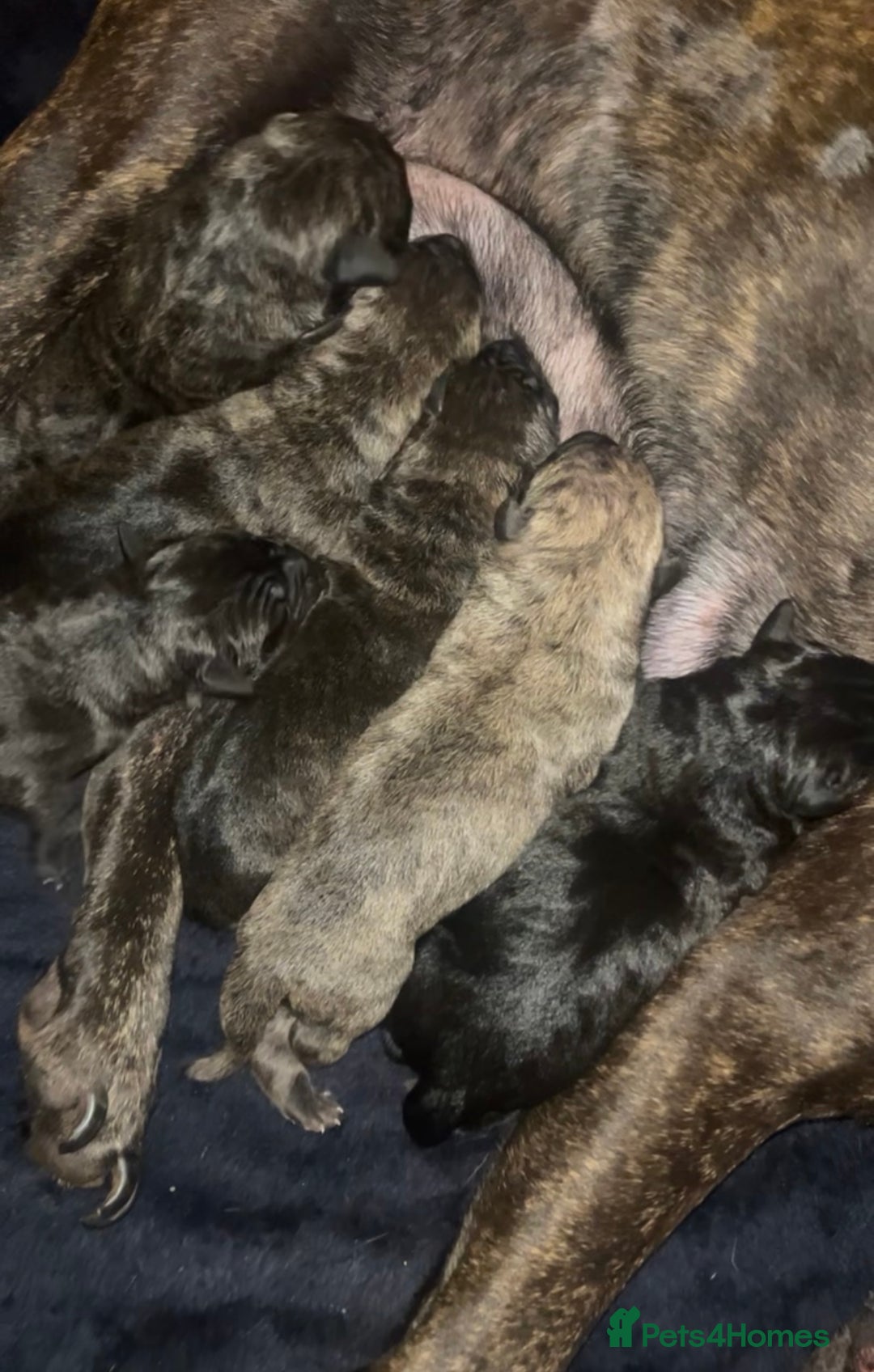 Presa Canario dogs for sale: Beautiful presa canario puppies!! - Advert 26
