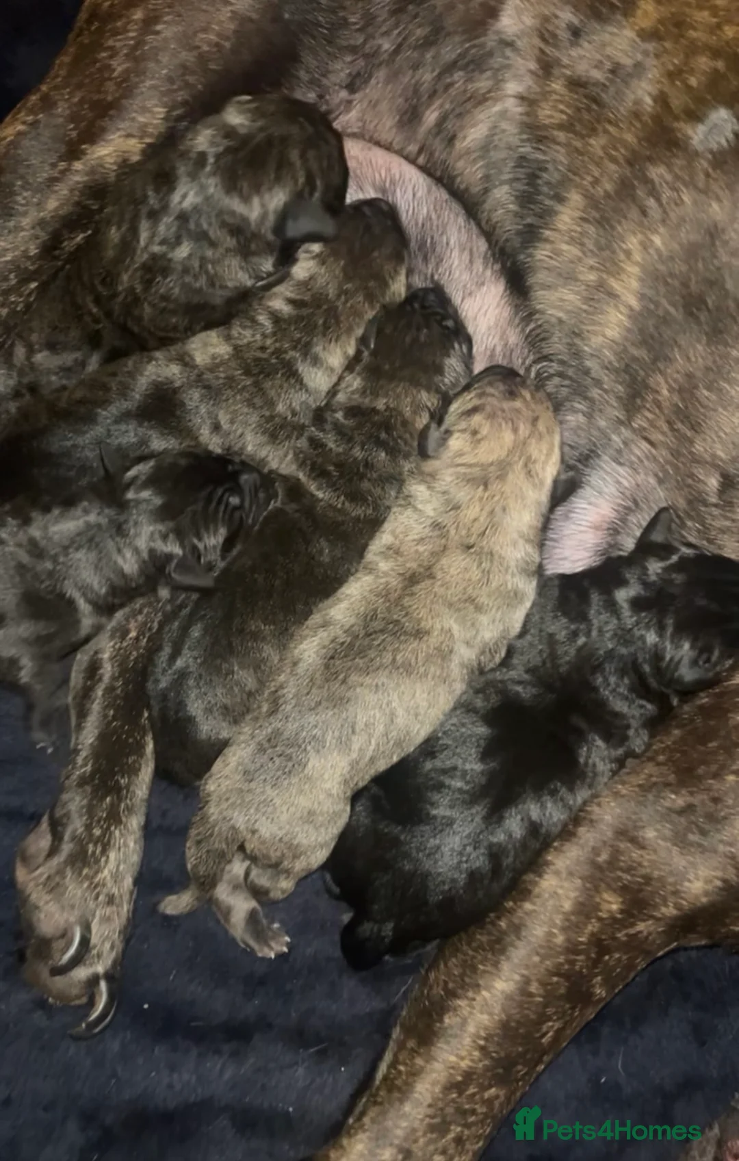 Presa Canario dogs for sale: Beautiful presa canario puppies!! - Advert 26