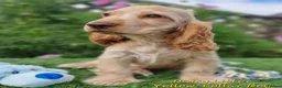 Cocker Spaniel dogs for sale: Pedigree Golden Cocker Spaniel pups - Advert 3