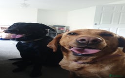 Labrador Retriever dogs for sale: Black Labrador puppies READY TO GO! - Image 2