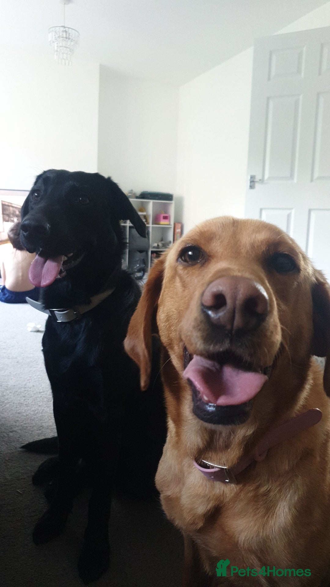 Labrador Retriever dogs for sale: Black Labrador puppies READY TO GO! - Image 2