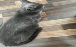 Russian Blue cats for sale: Kittens half Russian Blue - Image 7