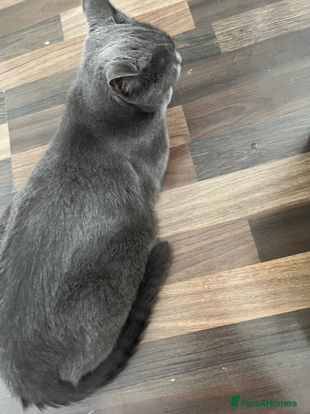 Russian Blue cats for sale: Kittens half Russian Blue - Image 7
