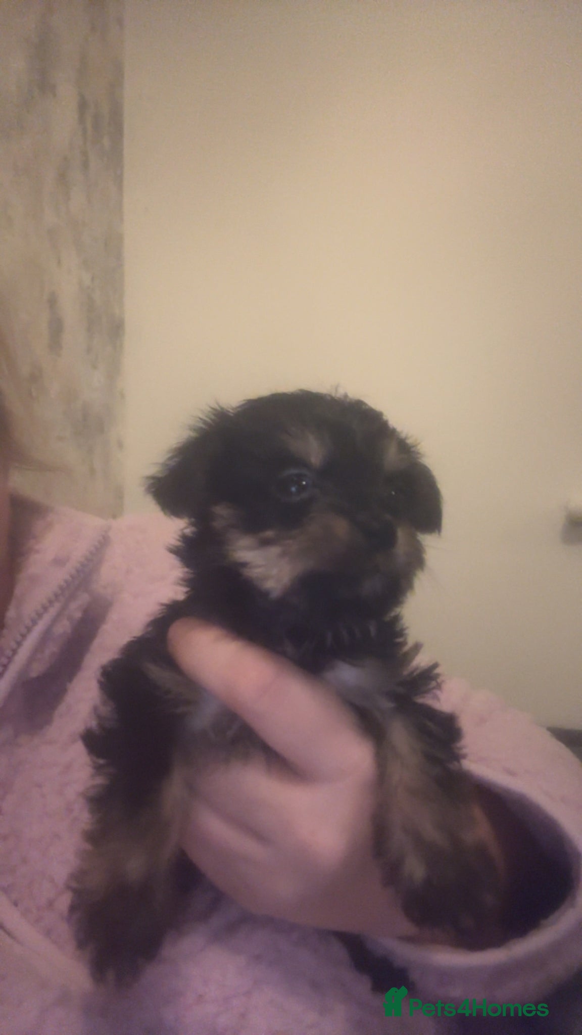 Mixed Breed dogs Jack Cross Yorkshire Terrier Pups - Advert 4