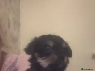 Mixed Breed dogs Jack Cross Yorkshire Terrier Pups - Advert 4