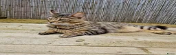 Mixed Breed cats for sale: Looking for a Home of Handsome BengalxMaine Coon in Hinckley - Advert 8