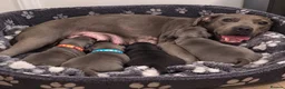 Staffordshire Bull Terrier dogs for sale: Staffordshire bull terrier puppies - Advert 6