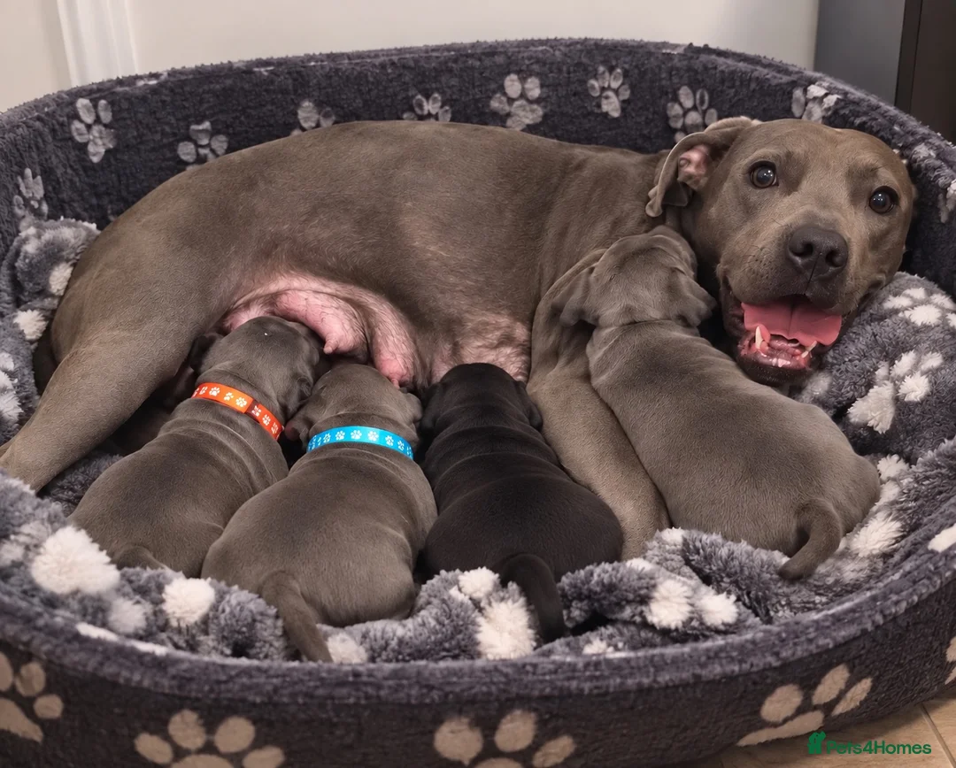 Staffordshire Bull Terrier dogs for sale: Staffordshire bull terrier puppies - Advert 6
