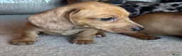 Miniature Dachshund dogs for sale: Miniature dachshunds - Advert 40