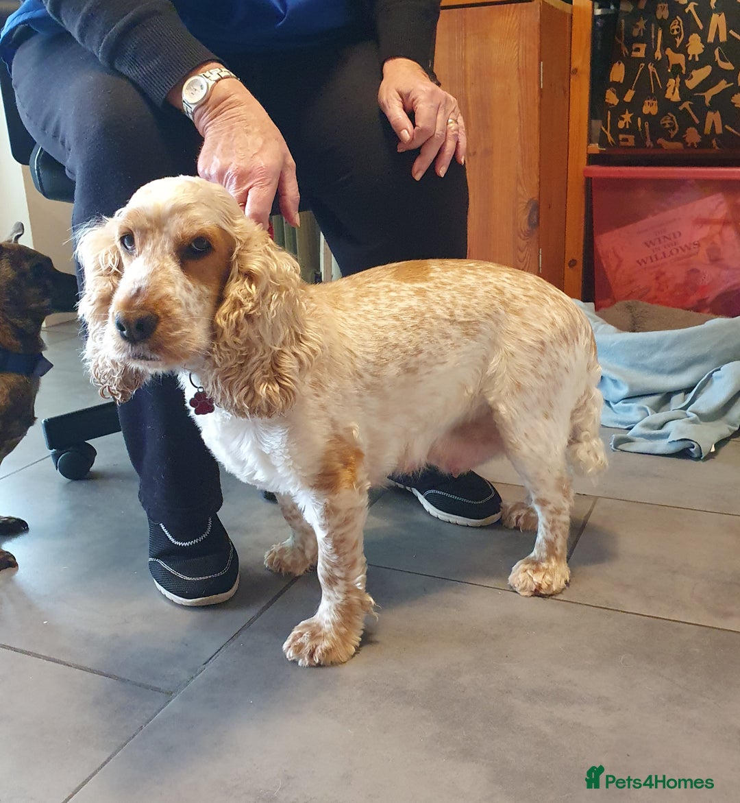 Cocker Spaniel dogs for sale: Cocker Spaniel Puppies - Image 2