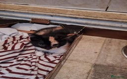 Mixed Breed cats for sale: 2 kittens ready for collection  - Image 3