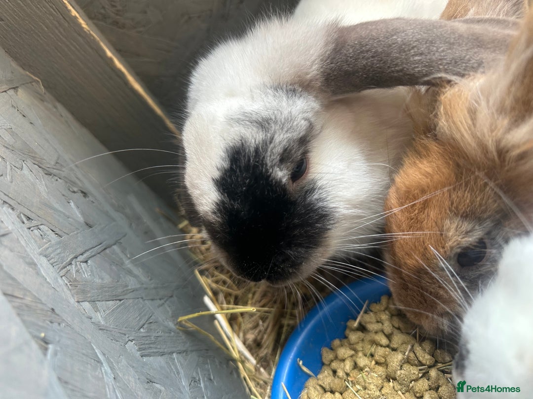 English Lop rabbits for sale: 3 female rabbits  - Image 5