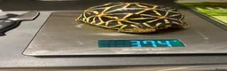 Tortoise reptiles for sale: Three Indian Star Tortoise  in Taunton - Advert 2