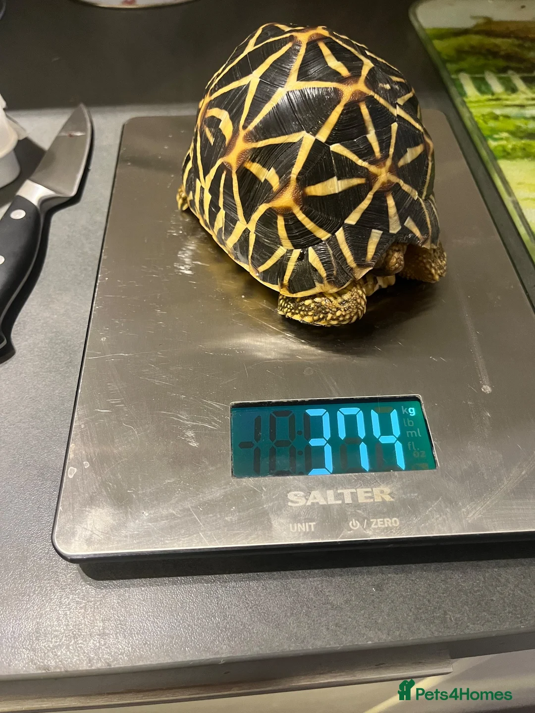Tortoise reptiles for sale: Three Indian Star Tortoise  in Taunton - Advert 2