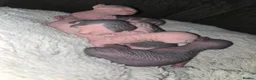 Sphynx cats for sale: Spectacular Sphynx kittens TICA & GCCF  DBE - Advert 16