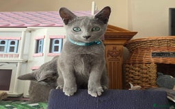 Russian Blue cats for sale: Pedigree Russian blue kittens NORTH LONDON  - Image 14