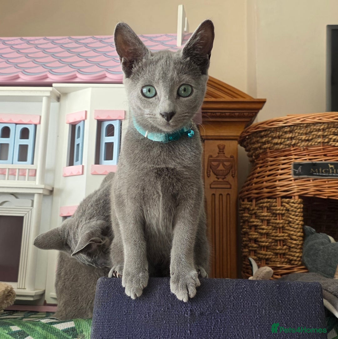 Russian Blue cats for sale: Pedigree Russian blue kittens NORTH LONDON  - Image 14
