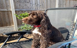 Sprocker dogs for sale: Male Chocolate  Sprocker Spaniel  - Image 3