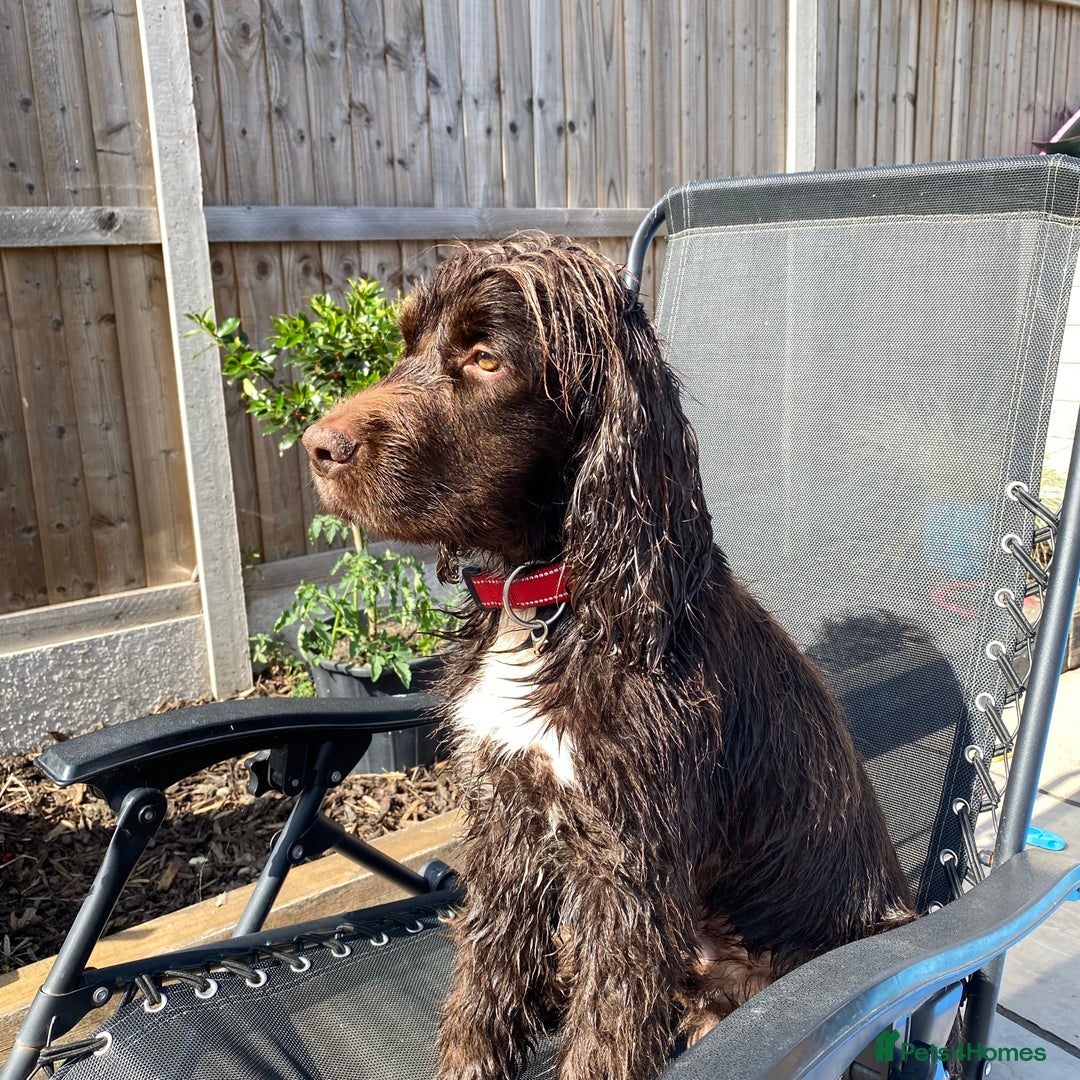 Sprocker dogs for sale: Male Chocolate  Sprocker Spaniel  - Image 3