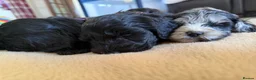 Cockapoo dogs for sale: Health tested F1 Cockapoos  - Advert 22
