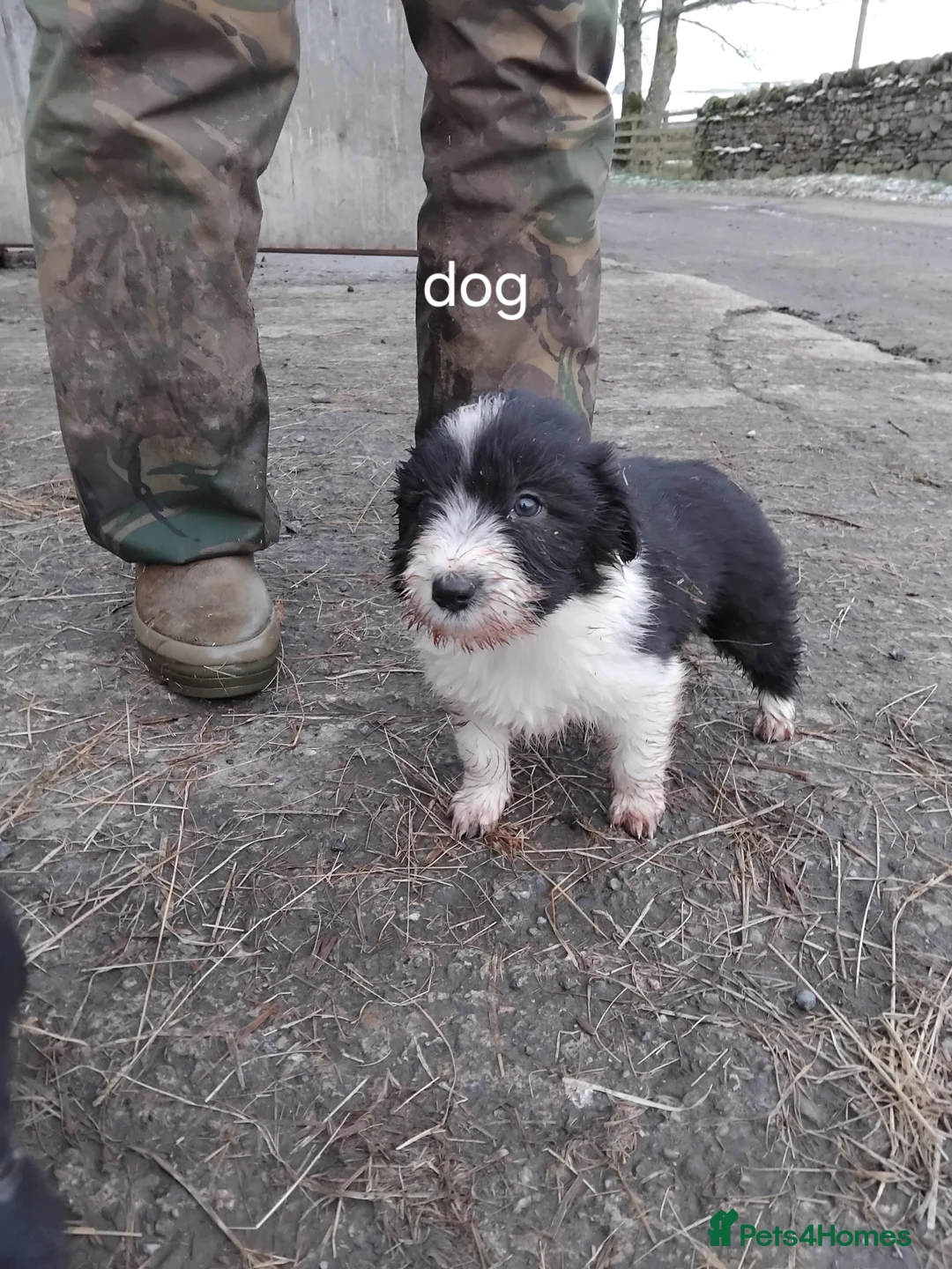 Bearded Collie dogs for sale: Beautiful bearded collie pups - Advert 5