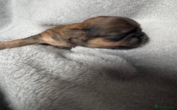 Shih Tzu dogs for sale: NEW Beautiful shih tzu puppies!!  - Image 15