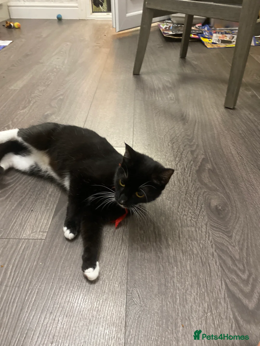 British Shorthair cats for sale: Lovely Kitten - Advert 2