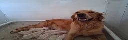 Golden Retriever dogs for sale: Mixed Shade Puppies - Ready Sept 6th - Advert 1